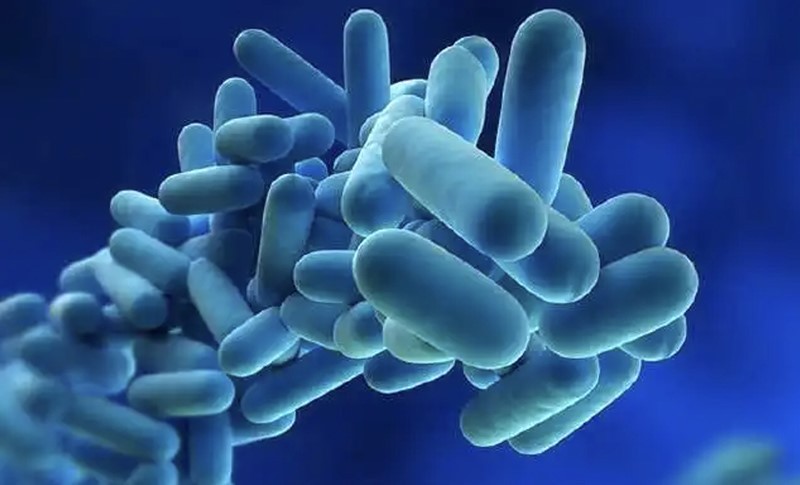 Synbiotics Synbiotics