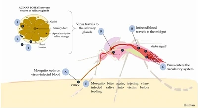 Chikungunya palavik on tabanud Guangdongi ja probiootikumid ehitavad inimkeha...
