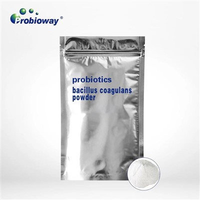 Bacillus Coagulansi pulber